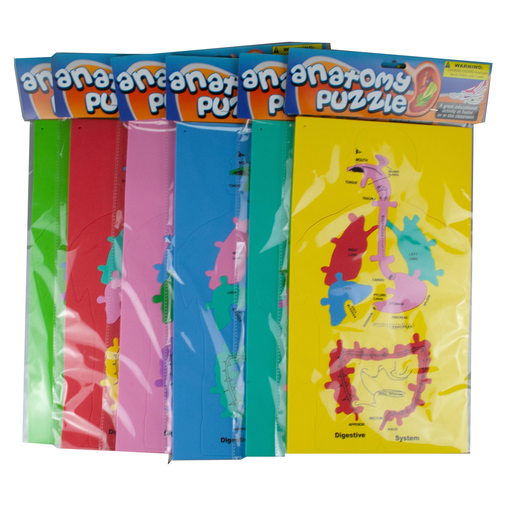 Bulk 24-Pack: Foam Anatomy Puzzle